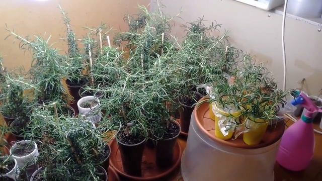 Вырастить розмарин часть 3 Grow Rosemary Part 3 смотреть онлайн