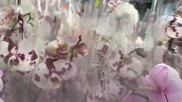 ОРХИДЕИ обзор (30. 08. 2019) Садовый центр "Ботаник" ГРЕС смотреть онлайн