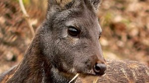 Редкие животные Сибири