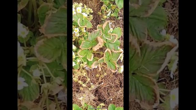 Почему рвет завазь смотреть онлайн