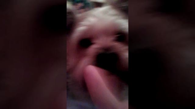 Моя собака-Филя. Ня-ня-ня!!! смотреть онлайн