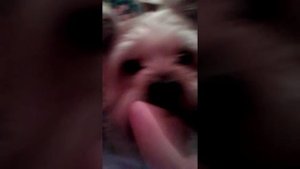 Моя собака-Филя. Ня-ня-ня!!!
