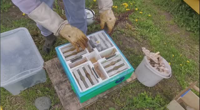 Заселение 4-х местных микронуклеусов от А до Я. Раздача маточников в броне!!! смотреть онлайн