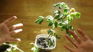 Урожай: ТОМАТЫ и ПЕРЦЫ под фитолампой в квартире