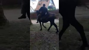 Пьяный мужик с конём 😂😂😂