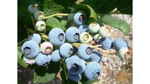 Сорт голубики высокорослой «Дрейпер»