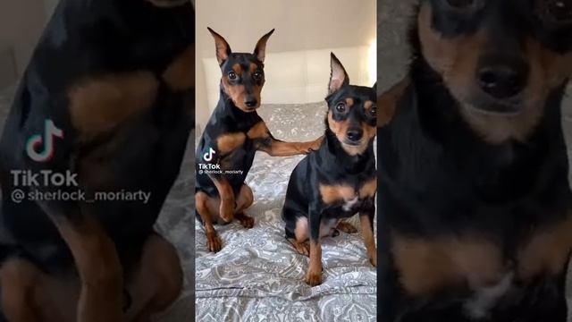 маленькие доберманы смотреть онлайн