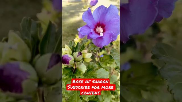 Rose of Sharon (Hibiscus syriacus) bloom! Subscribe to Yali’s Community for More Content!