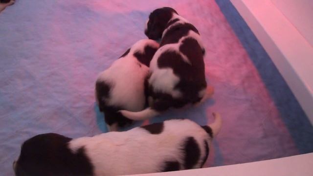 French Spaniel Puppies смотреть онлайн