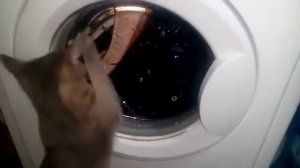 Моя кошка стирает машинку
