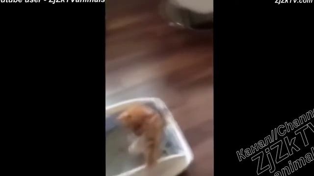 ИГРЫ ЖИВОТНЫХ 9!!!!!!!! смотреть онлайн