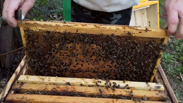 Как работает бакфаст. смотреть онлайн