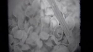 Прошлое   Юргамыш из жизни Юргамыша