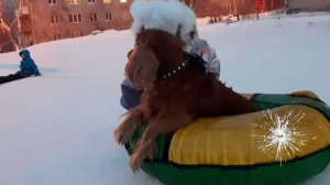 Зимняя ❄ плюшка с рыжим ушастиком ?