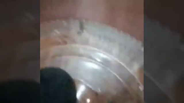 Как краснаухая черепаха ест кузнечика ? смотреть онлайн