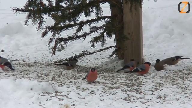 Снегири видео для детей смотреть онлайн