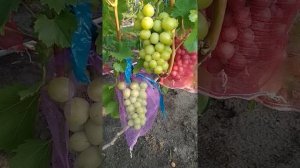 Г.ф. винограда Раиса. 14.08.19. Воронеж.