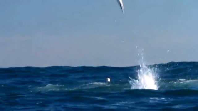 Природа и животные Красота) смотреть онлайн