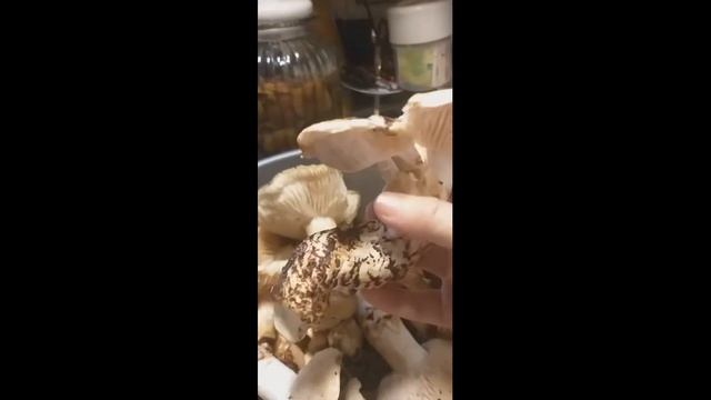 Мецутакэ - японский трюфель в Иерусалимских лесах смотреть онлайн