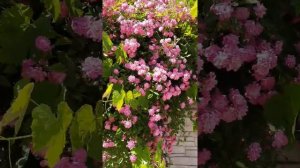 ФОНТАН ЦВЕТЕНИЯ плетистой розы Вартбург, сезон 2020 / rose Wartburg (Rambler) / Rozi Mira