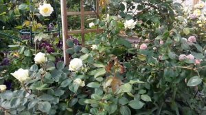 Очарование роз!Роза Эльф ,Лагуна и Барок!