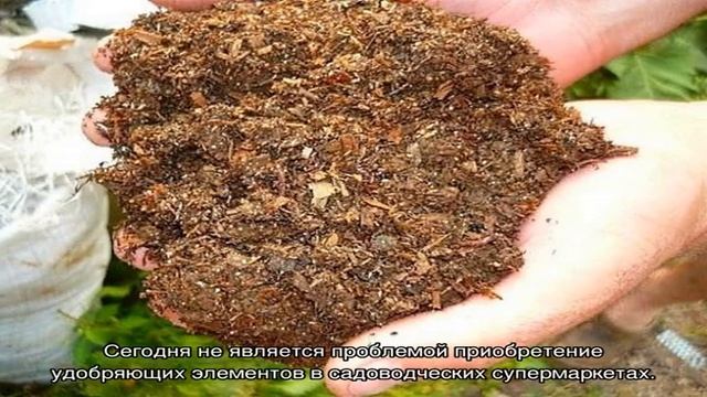 Применение каких органических удобрений целесообразно на даче