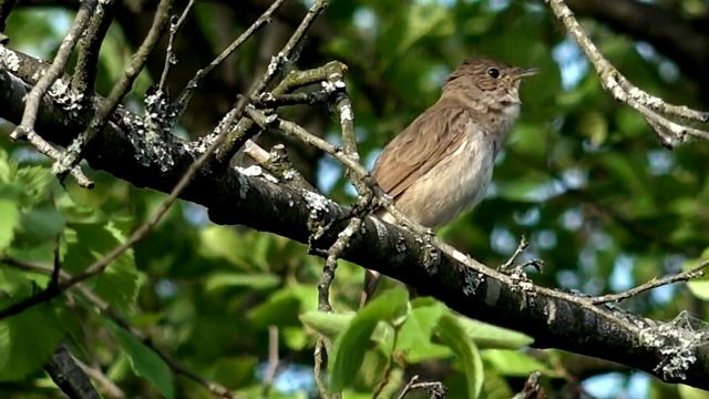 Дубонос на рябине / соловей поёт / дрозд рябинник / свиристель птицы / цветение сакуры Птицы Мира смотреть онлайн