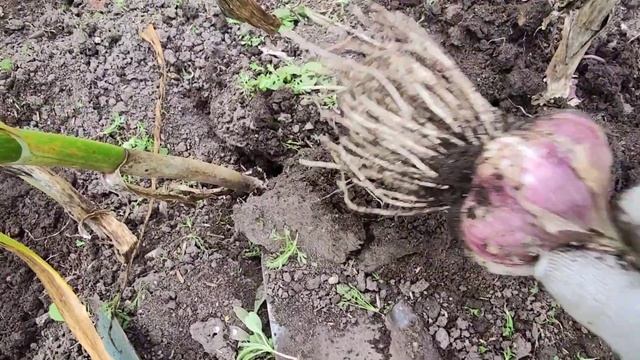 Когда нужно выкапывать чеснок смотреть онлайн