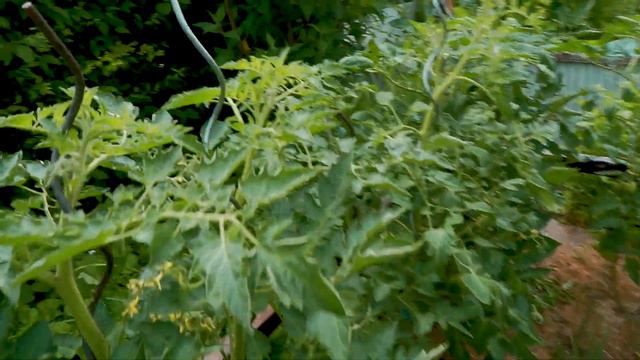 Дача в Германии. Урожай бобовых. смотреть онлайн