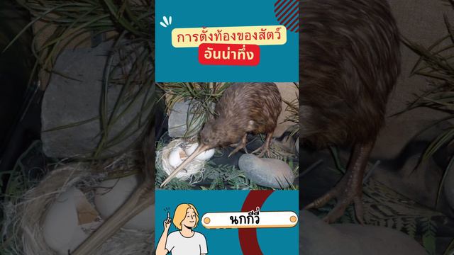 การตั้งท้องของนกกีวี่  #สาระน่ารู้ #สัตว์โลกน่ารัก#นกกีวี่ #kiwibird