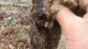 Лечим морозобоину на вишне