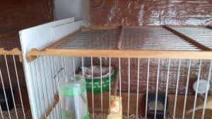 Содержание и  разведение канареек.  Вылет птенцов из гнезда.