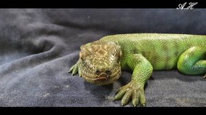 ЯЩЕРИЦА ИЗ ДЕРЕВА (РЕПТИЛИЯ) резьба по дереву, покраска акрилом, аэрография . детализация фигуры .