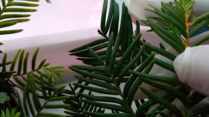 Черенки тиса остроконечного через два месяца после посадки на укоренение.