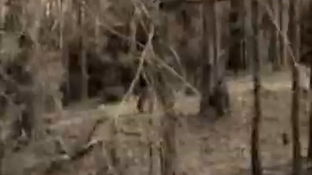 Йети в Тверской области