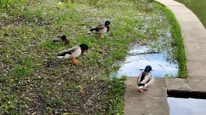 Всë о дикой утке крякве