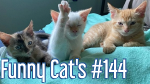 Смешные коты #144