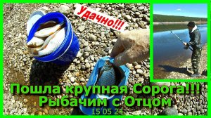 Пошла крупная сорога!!! Рыбачим с Отцом 15 05 24