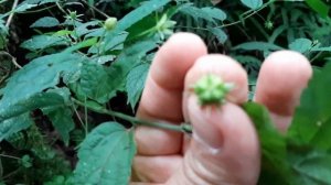 Pavonia sepium / flora argentina / Botón de oro / Malva del bosque / Malvavisco