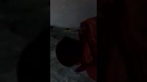 Жоская пися