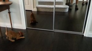 Irish terrier puppy and the mirror.