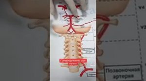 Головокружение и шум в ушах от сосудов головы