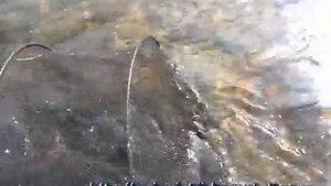 Рыбалка на Тайменя. Fishing taimen in Russia