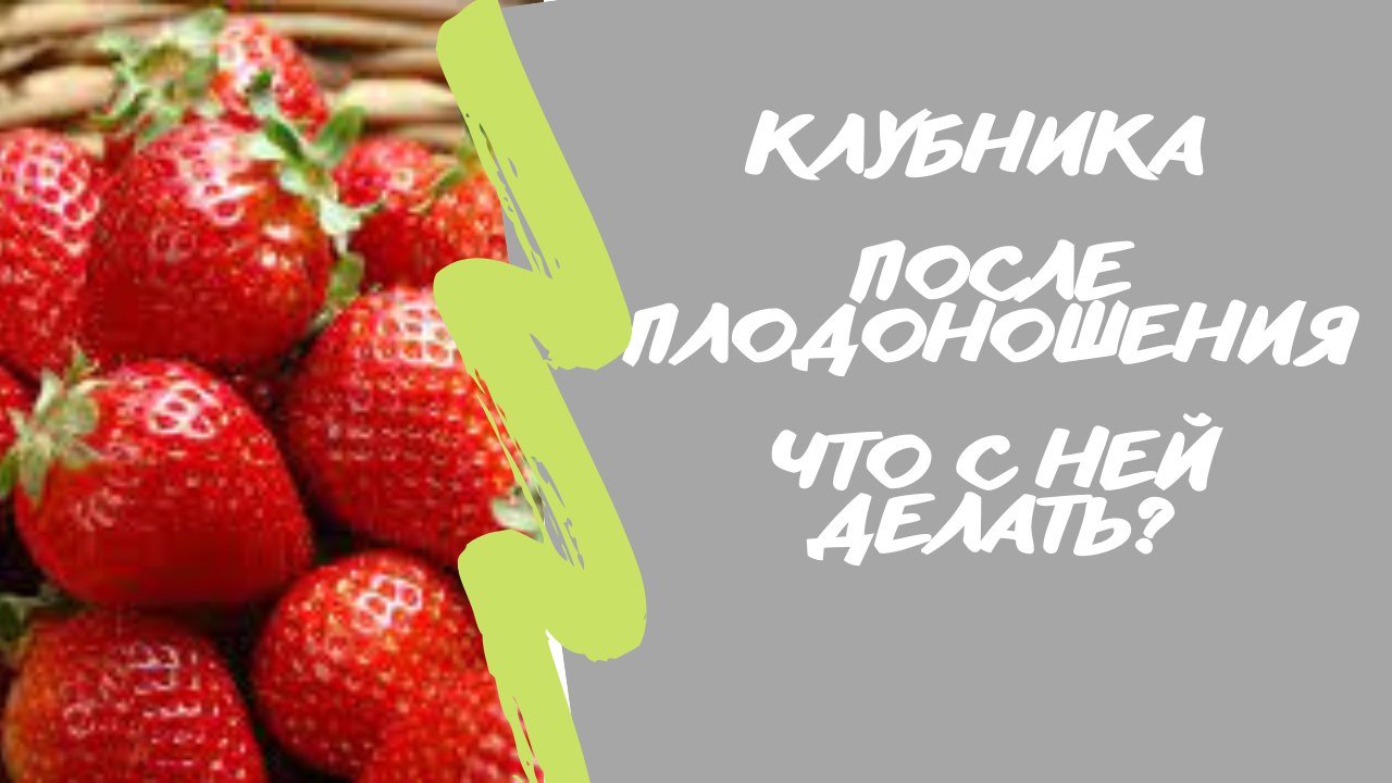 Клубника что делать с ней в августе. Клубника. Пересадка клубники весной. Саженцы клубники. Клубника.
