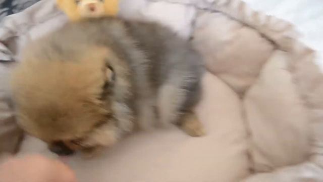 Продаеться щенок померанского шпица(мальчик) смотреть онлайн