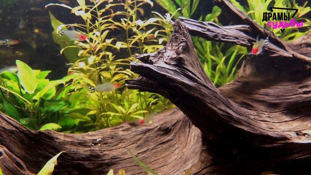 Измена Жены и её переписки с лысыми дядями! | Удивительные истории Измены Жены - Драмы Судьбы смотреть онлайн