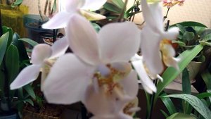 Фаленопсис Стюартиана , цветение.   29.01.2019г.