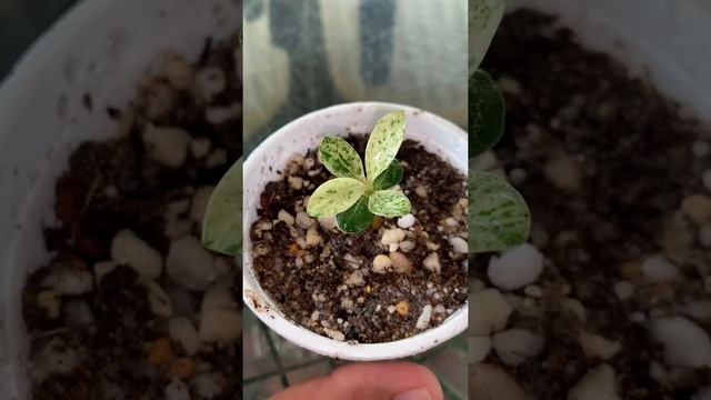 Variegated Adenium Obesum Seed Grown #variegatedadenium #adenium #variegated смотреть онлайн