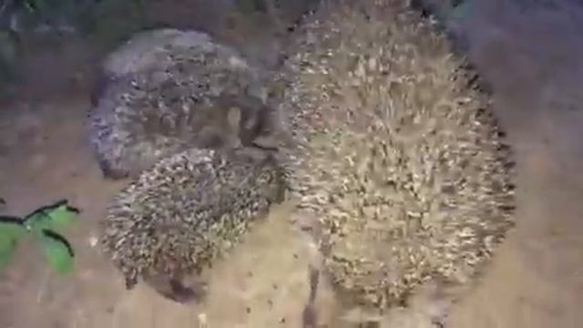 Ежиха с ежатами)) смотреть онлайн