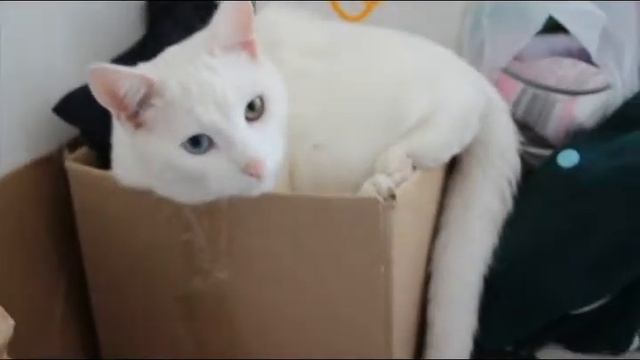 почему коты любят коробки смотреть онлайн